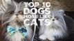 Top 10 Dog Breeds That Are Actually More Like Cats