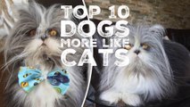 Top 10 Dog Breeds That Are Actually More Like Cats