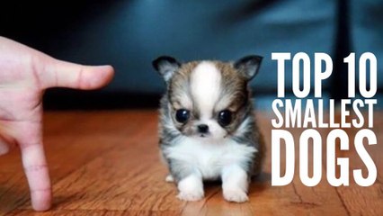 The 10 Smallest Dog Breeds in the World