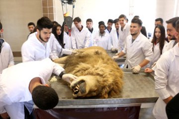 Yıldırım Çarpmasıyla Ölen Aslan Kadavra Olacak