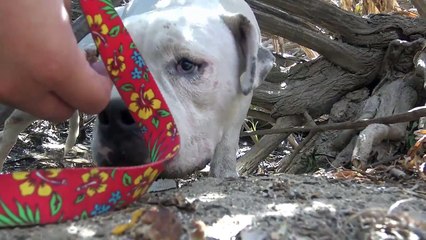 Rescue abandoned Pitbull stuck in bushes