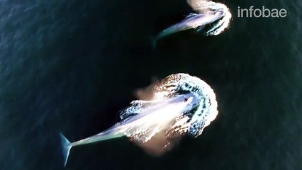 La sorprendente ballena azul que deja boca abierta a un grupo de científicos