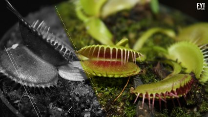 Underwater Venus Fly Trap?!