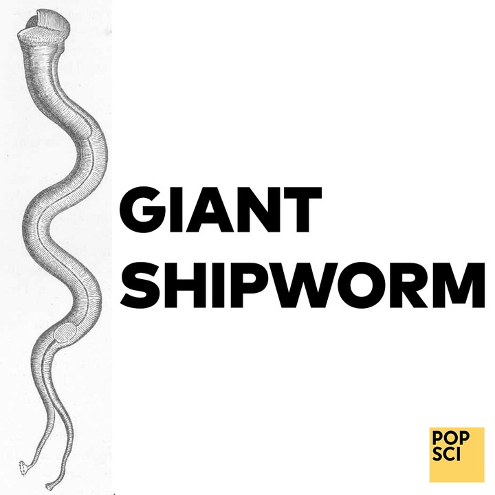 The giant shipworm