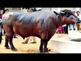 Himachal Pradesh bull is up for auction with price tag of 5 crore | Oneindia News