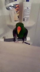 Ce perroquet prend une douche et adore ça