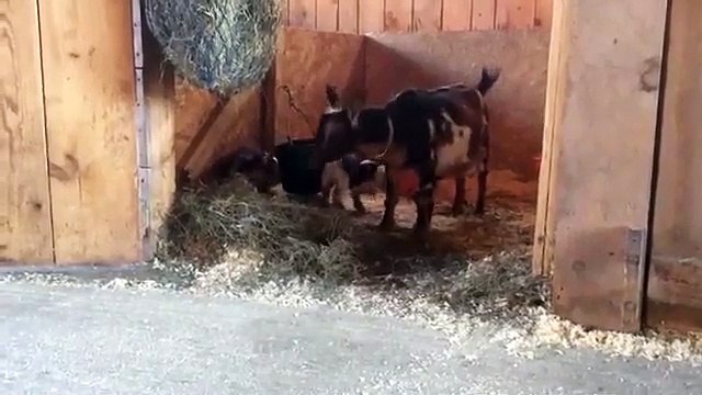 Ces bébés chèvres qui viennent de naitre apprennent à sauter et c'est trop mignon