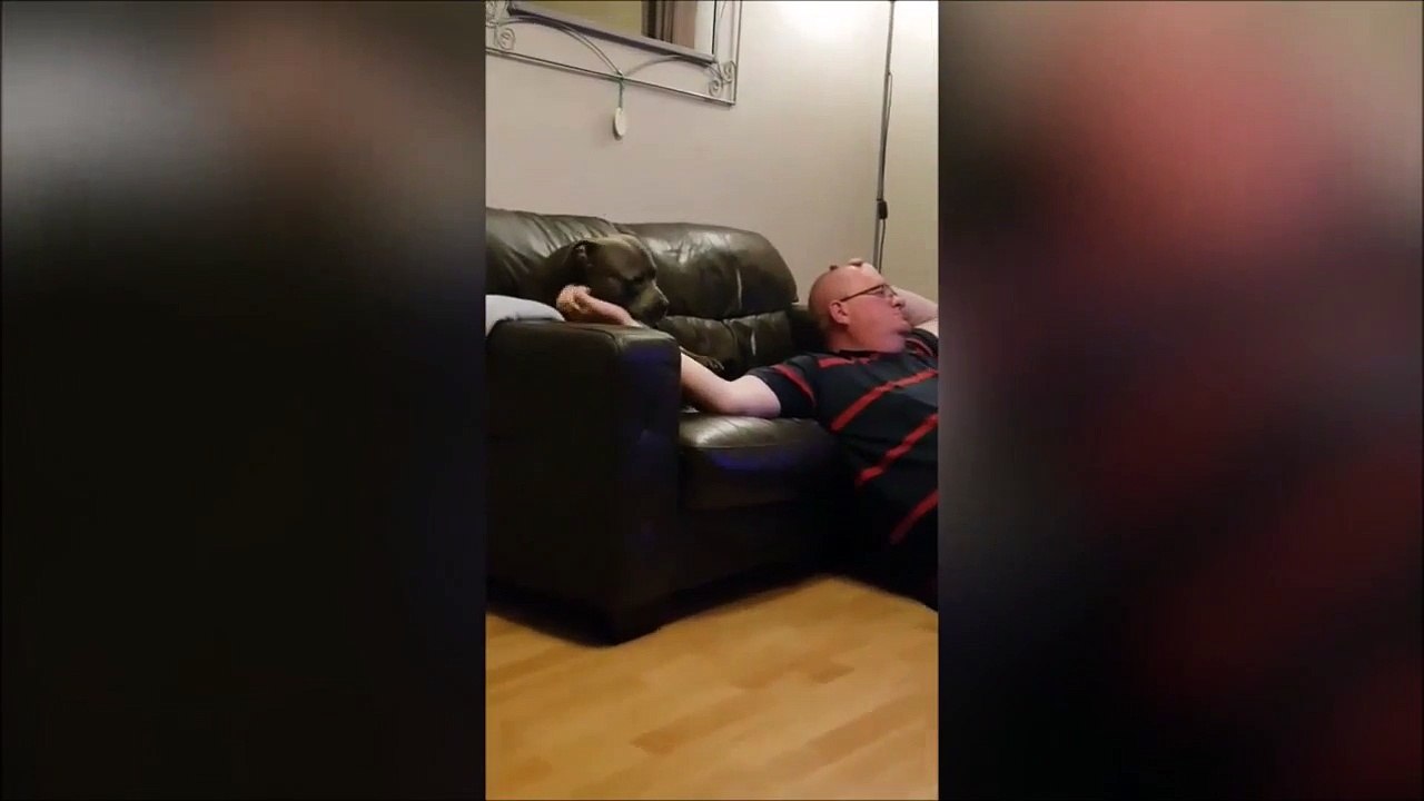 Aller t’arrête pas  Ce chien aime vraiment les caresses