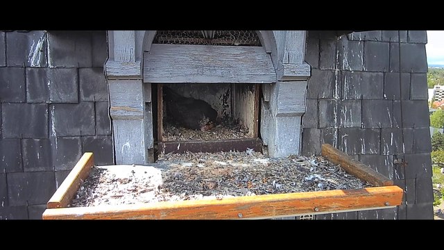 Naissance-Faucon-1804