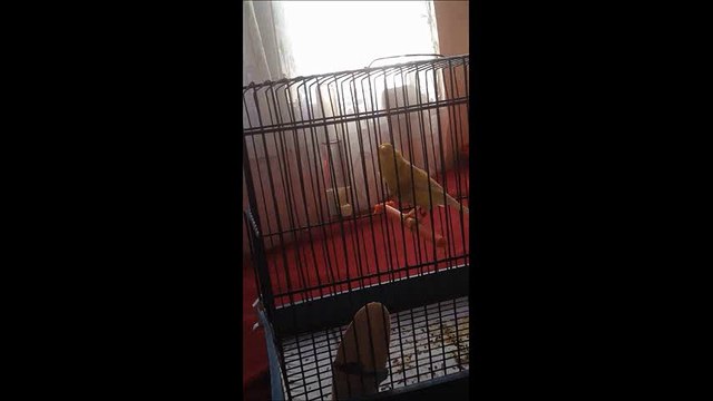 Chant canari harz - harzer roller canary singing