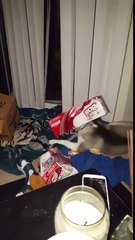 Chien coincé dans un pack de bières... BRAVO !