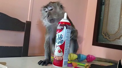 Ce singe kiffe la crème chantilly à la bombe !