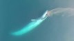Cette baleine mange filmée du ciel par un Drone !