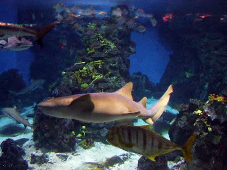 Barcelona - Aquarium