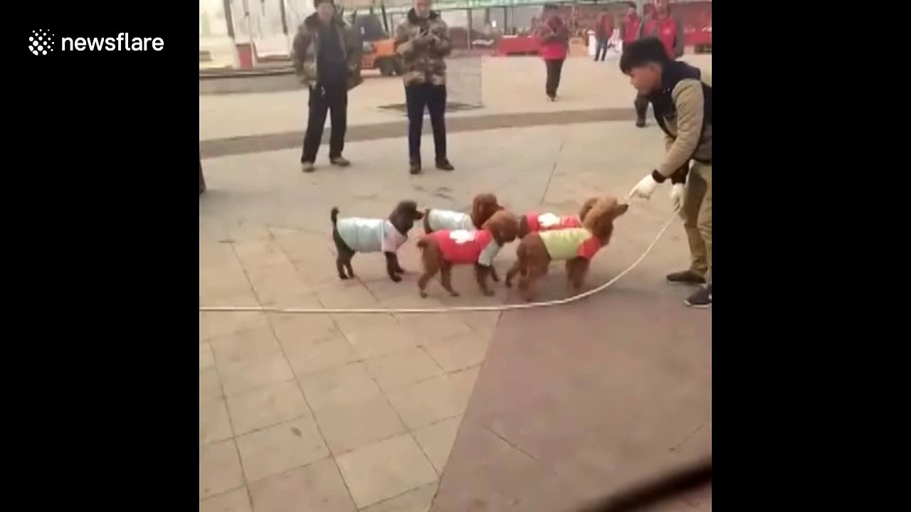 Just five poodles using a skipping rope