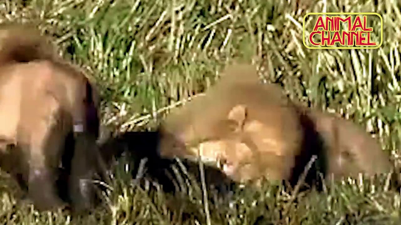 Big Cat Attacks including Lion  on  animals