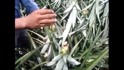 ananas çiftliği - Meksika ananas nasıl yetişir izle