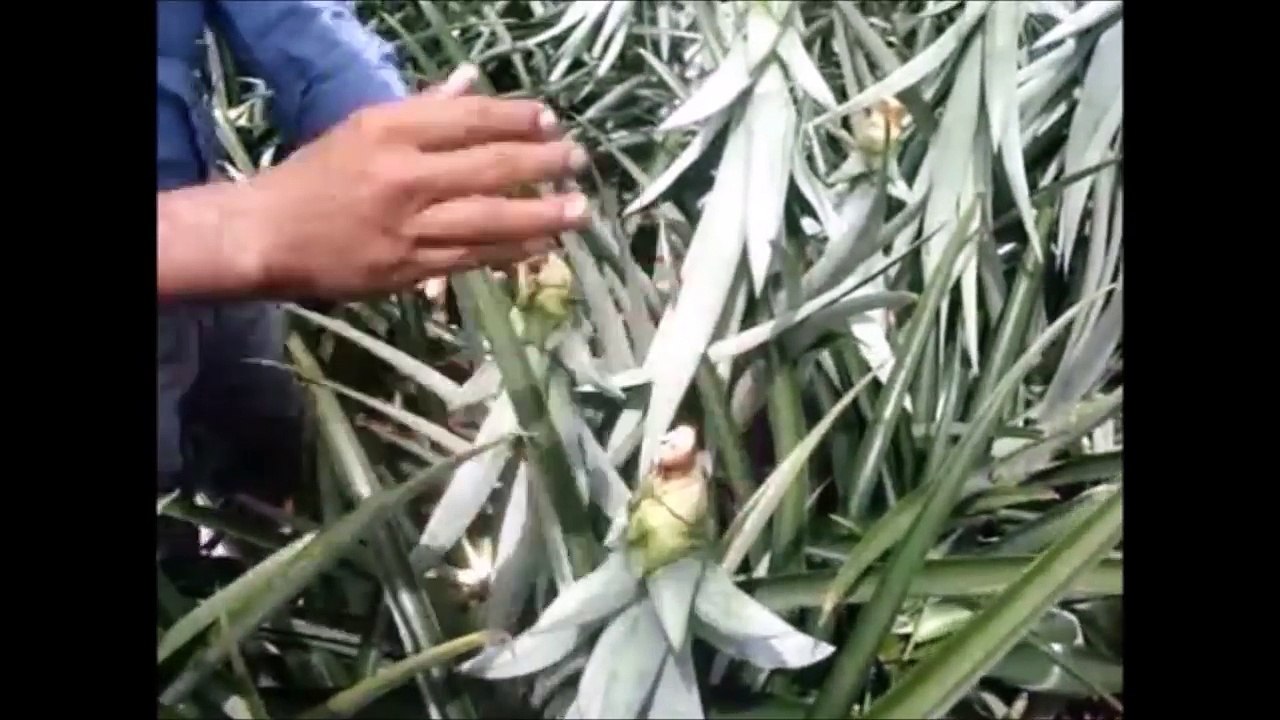 ananas çiftliği - Meksika ananas nasıl yetişir izle