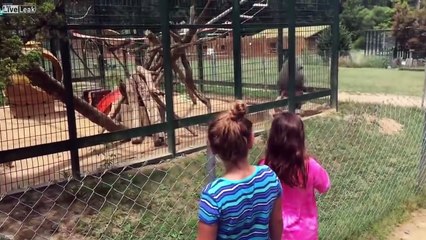 Download Video: Deux filles provoquent un babouin au zoo, mais elles vont regretter amèrement leur geste