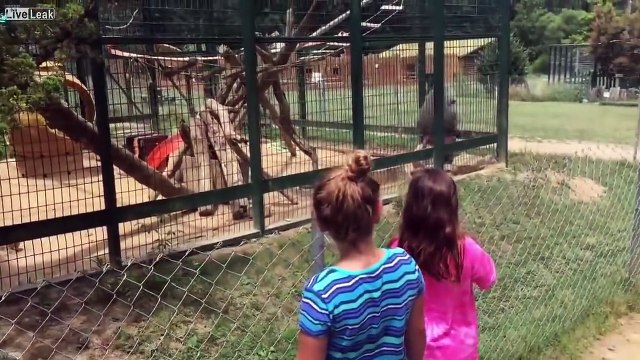 Deux filles provoquent un babouin au zoo, mais elles vont regretter amèrement leur geste