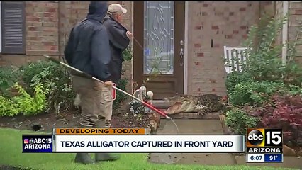 Alligator captured in a front yard in Texas