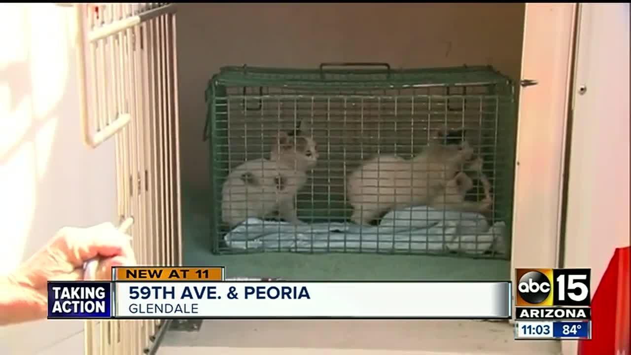 Kittens found in Glendale storm drain