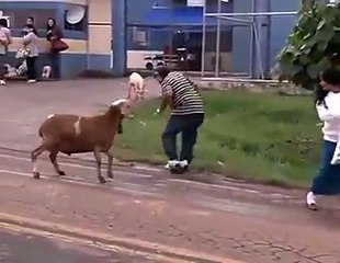 Bkra ka kmal dekho.. Funny clip