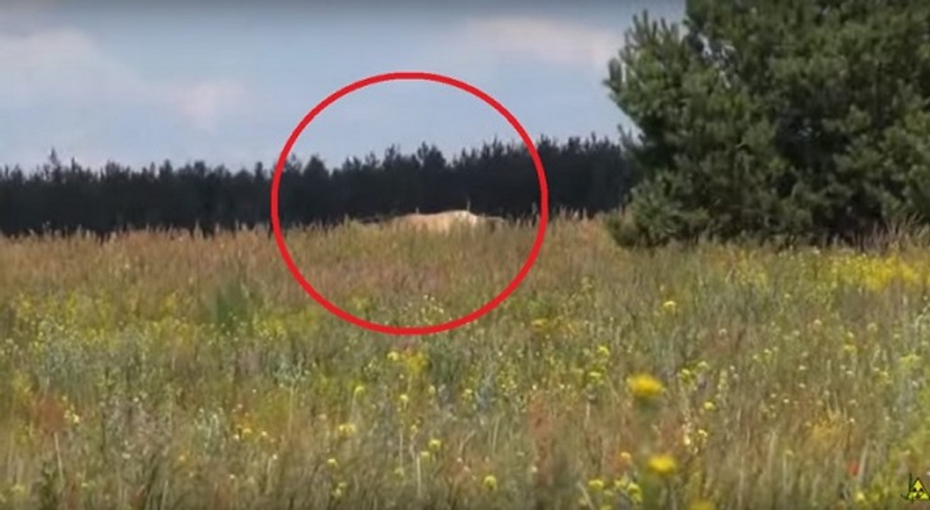 30 anos depois da tragédia de Chernobyl estes pesquisadores fizeram uma descoberta impressionante!