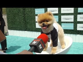 Jiff the Dog (Jiffpom) Interview 2nd Annual Super Saturday LA! Green Carpet Arrivals