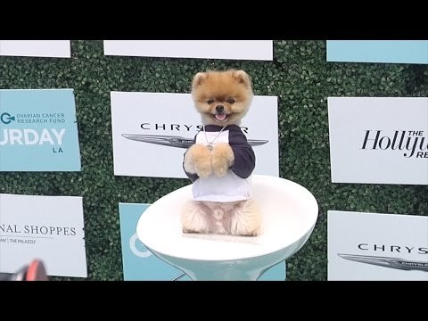 Jiff, the Fastest Dog in Two Paws! 2nd Annual Super Saturday LA! Green Carpet Arrivals