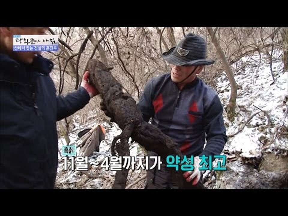 2M는 거뜬한 놀라운 칡의 크기! [광화문의 아침] 432회 20170302