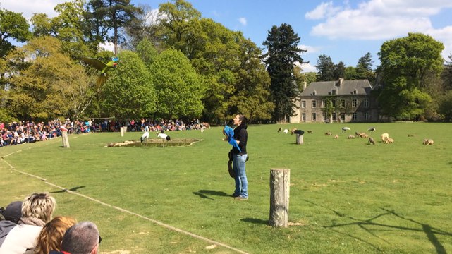 Les nouveautés du spectacle d'oiseaux de Branféré