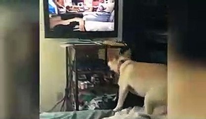 Ce chien a vraiment envie de se faire des copains