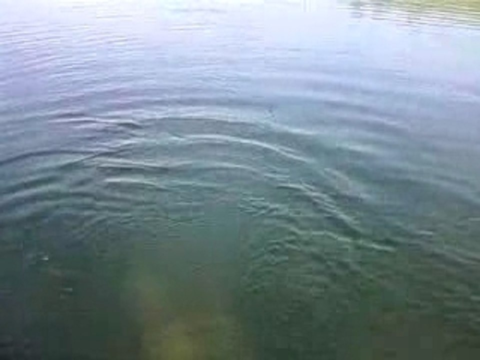 Sortie de carpe commune etang sundhofen