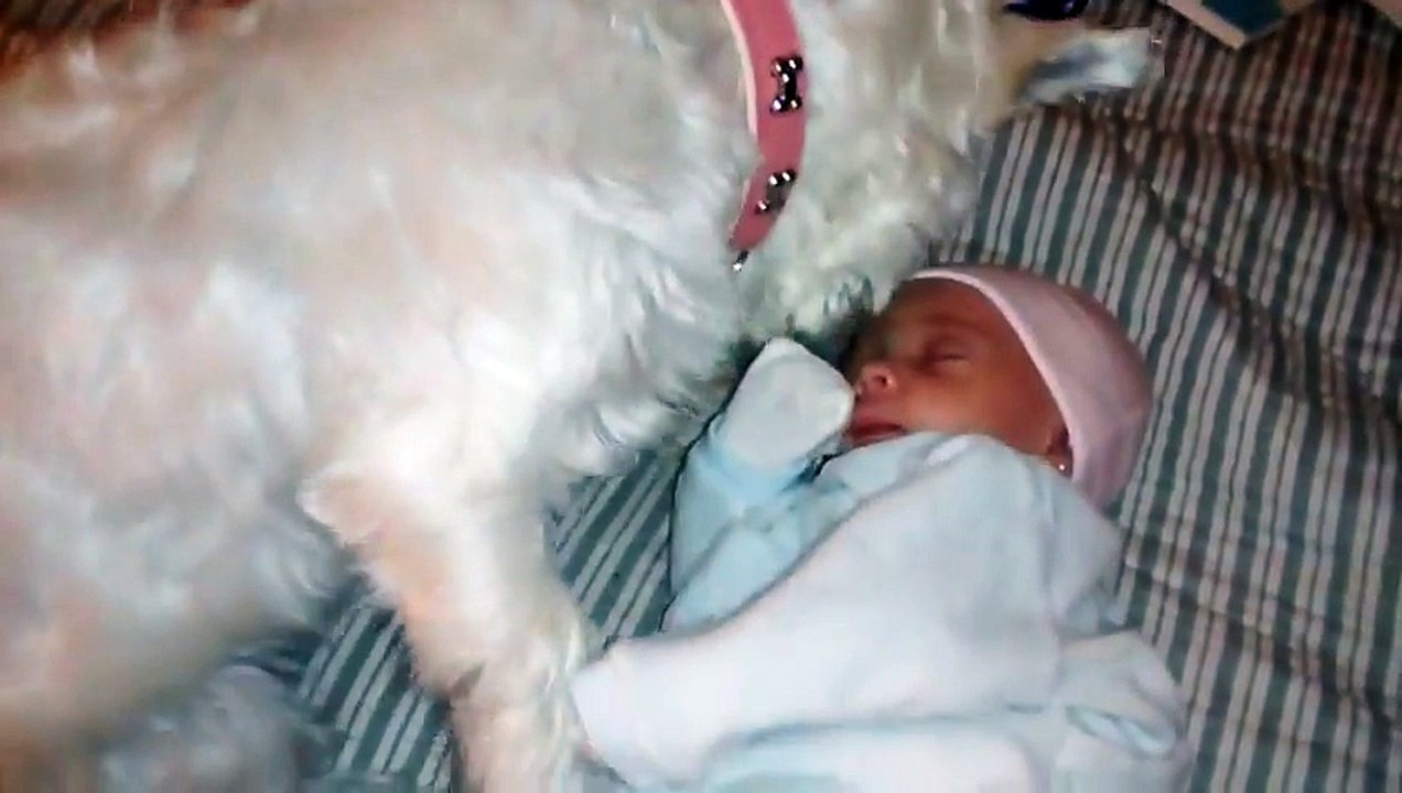 Funny Clip Cautious dog meets baby for the first time