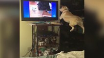 Un chien veut jouer avec des chiens à la télé.