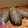 70mnyr dinosaur eggs inside unearthed in Argentina Eggs were found ral years ago at Auca Mahuevo #AnnNewsScience