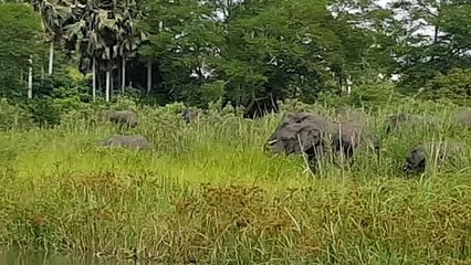 Un éléphanteau se fait mordre la trompe par un crocodile