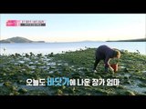 자연의 선물, 아름다운 파래 밭 [엄마의 봄날] 78회 20170226