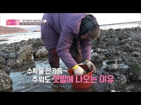 평생을 바닷가에서 산 엄마 [엄마의 봄날] 78회 20170226