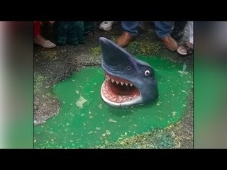 Shark spotted in Delhi's pothole, shocks commuters - See pic