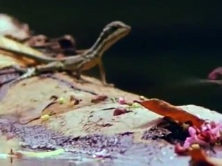 Amazon Rainforest Animals, Plants And Sounds - Full Nat Geo Documentary http://BestDramaTv.Net
