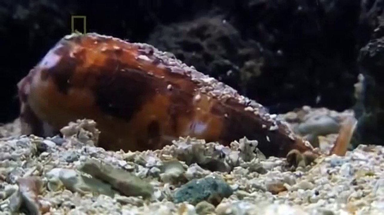 World's Deadliest Animals, Australia Nat Geo Documentary