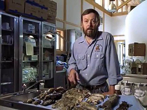 The Secret Life of Cats - National Geographic Documentary BestDramaTv.Net