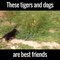 These tigers and dogs are best friends wer345435