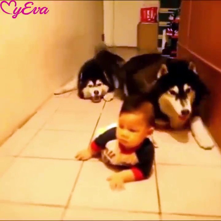 Funny Animals