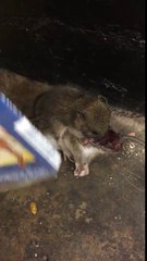 Des rats dévorent sauvagement un autre rat dans le metro