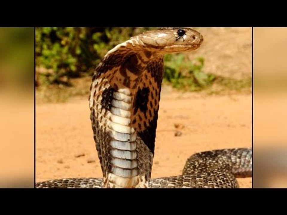 Chennai wildlife officials arrested 8 for catching 360 snakes in sugar mill | Oneindia News
