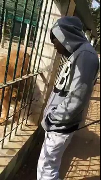 Nitdoff en face du lion