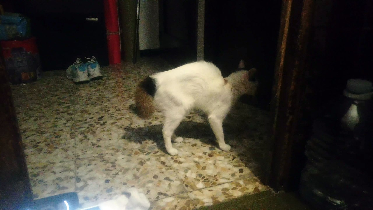 gato jugando